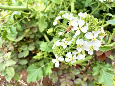 花にとまるミツバチの写真
