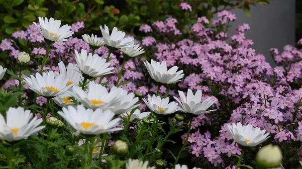 花壇の花 花壇の花の写真