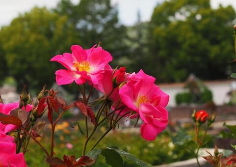 花壇のバラ 花,バラ,赤色の写真素材