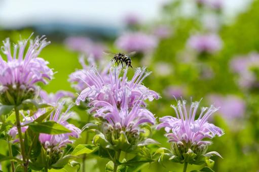 Monarda flowers blooming in a summer flowerbed and bees collecting nectar, JPG Monarda flowers blooming in a summer flowerbed and bees collecting nectar, JPG