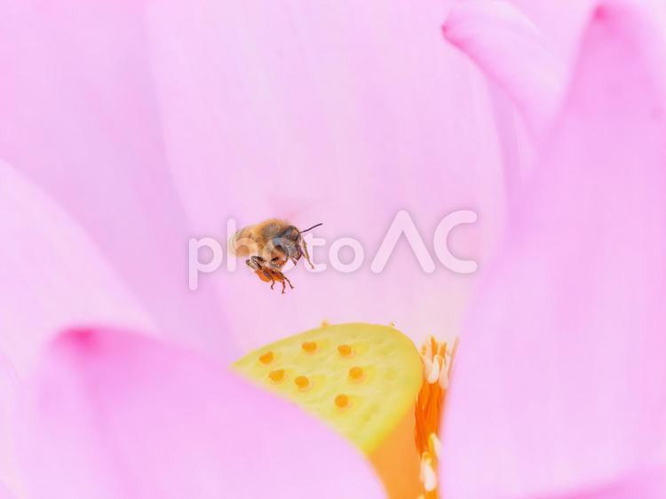 ピンク色の蓮の花の中を飛翔するミツバチ 蓮の花,ミツバチ,ピンク色の写真素材