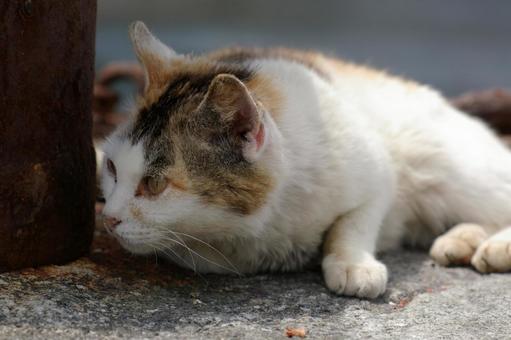 あたりの様子を窺う海岸の三毛猫 ネコ,ノラ猫,三毛猫の写真素材