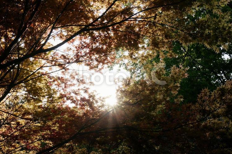 木漏れ日 木漏れ日,紅葉,夕方の写真素材