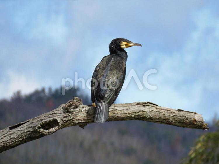枝に留まるカワウ カワウ,川鵜,野鳥の写真素材