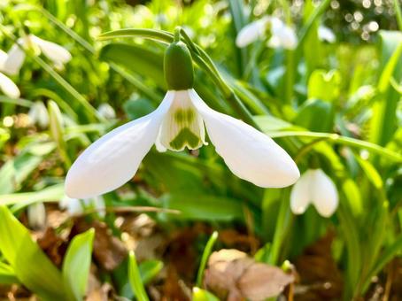長髪に帽子のひげおじさんに見える花 長髪に帽子のひげおじさんに見える花の写真