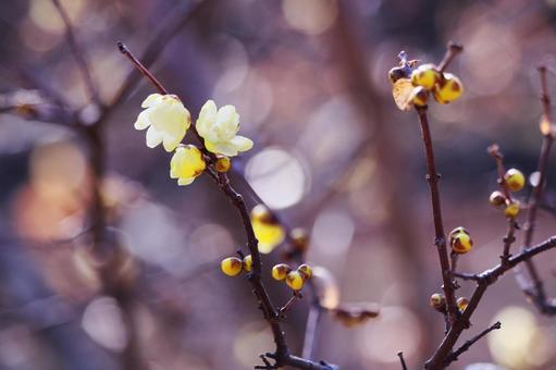 咲始めたロウバイの花 咲始めたロウバイの花 花,ロウバイ,植物の写真素材