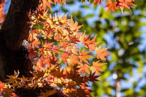 紅葉 紅葉の写真