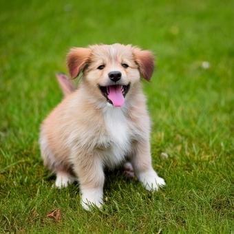 笑っている子犬 笑っている子犬の写真