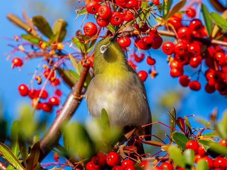 Pyracantha and Japanese White-eye, JPG Pyracantha and Japanese White-eye, JPG