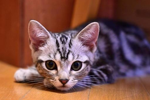見つめる子猫 見つめる子猫 子猫,kitten,ネコの写真素材