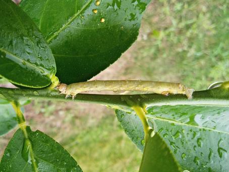 ヨモギエダシャクの幼虫 ヨモギエダシャクの幼虫の写真