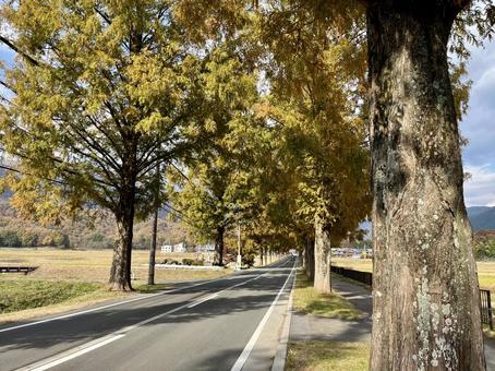 紅葉したメタセコイア並木 メタセコイア,秋,自然の写真素材