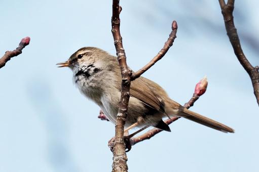 ホーホケキョ６ 鶯,うぐいす,ウグイスの写真素材