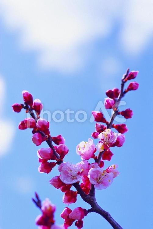 紅梅　ウメ　春の花　青空 紅梅,ウメ,春の花の写真素材