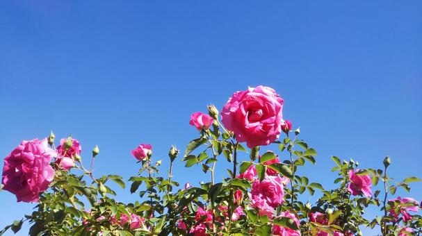 薔薇 薔薇の写真