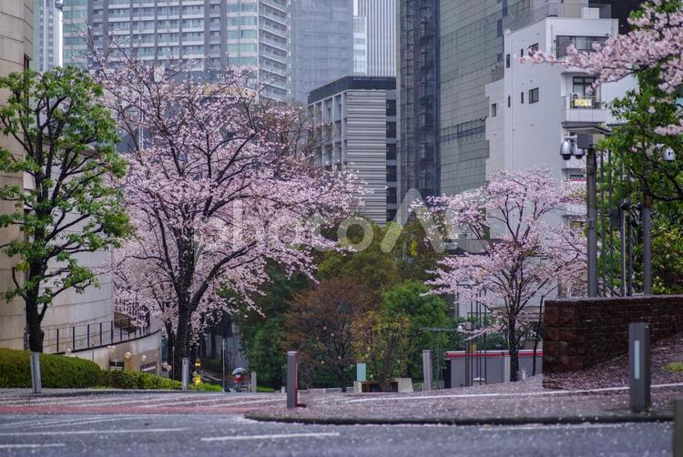 雨が降り続く東京港区赤坂5丁目の風景と桜 雨,散歩道,桜の写真素材