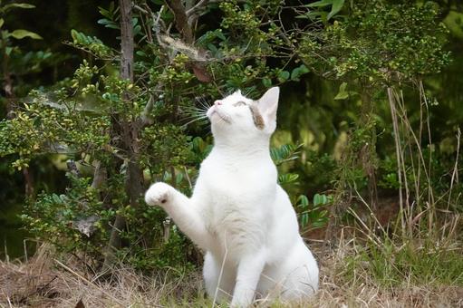 見上げるシロキジネコ 見上げるシロキジネコ ネコ,保護猫,ニャンコの写真素材