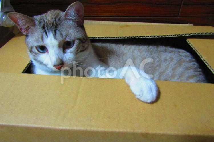 段ボール猫 猫,段ボール,ペットの写真素材