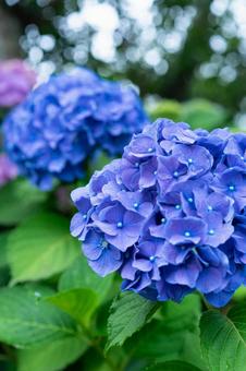 形原温泉アジサイの里 満開のアジサイ 形原温泉アジサイの里 満開のアジサイ 紫陽花,アジサイ,形原温泉の写真素材