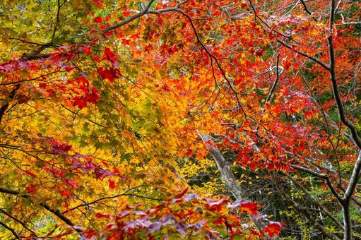 秋の磊々峡(35) 秋,モミジ,紅葉の写真素材