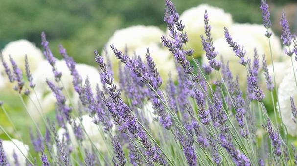 スプリングガーデン-1889 スプリングガーデン-1889の写真