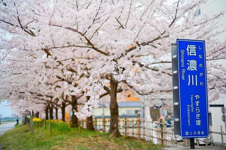 信濃川沿いの桜 信濃川沿いの桜,桜,やすらぎ堤の写真素材