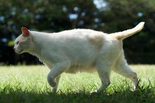 Photo, cat, stray cat, white cat, 