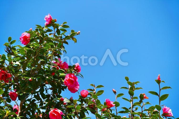 宮崎県宮崎市椿山森林公園の椿 宮崎県,宮崎市,椿山森林公園の写真素材