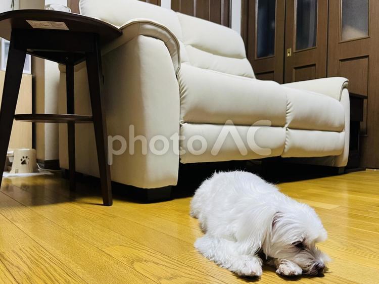 室内のマルチーズ 犬,マルチーズ,室内の写真素材