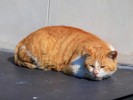 離島で出会った野良猫です。 離島で出会った野良猫です。 猫,野良猫,地域猫の写真素材