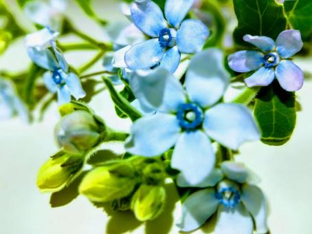 Photo, blue star, blue flower, material, 