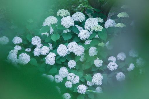 満開の白い紫陽花 満開の白い紫陽花 紫陽花,白,梅雨の写真素材
