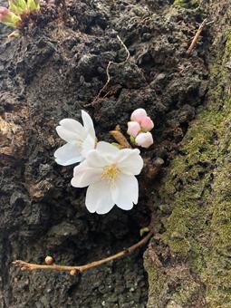 Photo, জাপান, টোকিও, বসন্ত, 