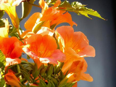 【花の写真】ノウゼンカズラ(凌霄花) 【花の写真】ノウゼンカズラ(凌霄花)の写真