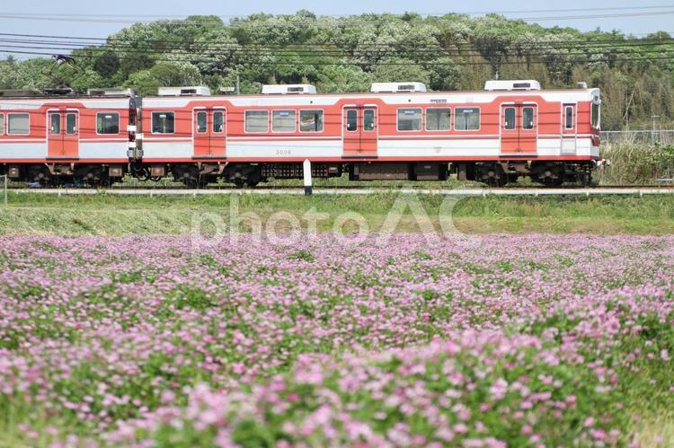 レンゲ畑の横を、兵庫県小野市 神戸電鉄,粟生線,レンゲの写真素材