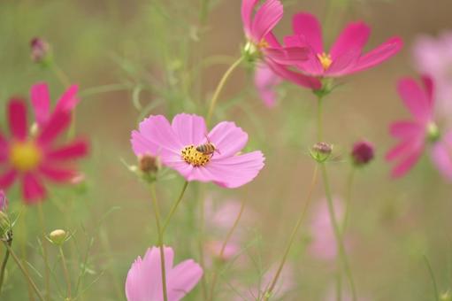コスモス② コスモス② コスモス,秋,秋の花の写真素材