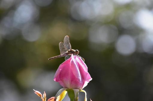 トンボとバラ 蕾,ツボミ,トンボの写真素材