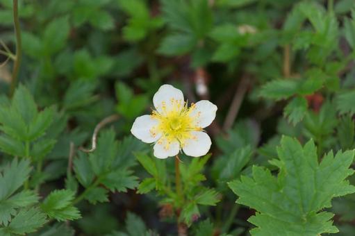 チングルマの花② チングルマの花②の写真