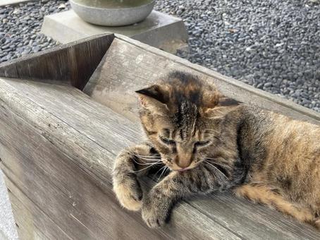 賽銭箱の上でくつろぐ猫 賽銭箱の上でくつろぐ猫 猫,ネコ,賽銭の写真素材