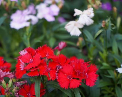 Dianthus, JPG