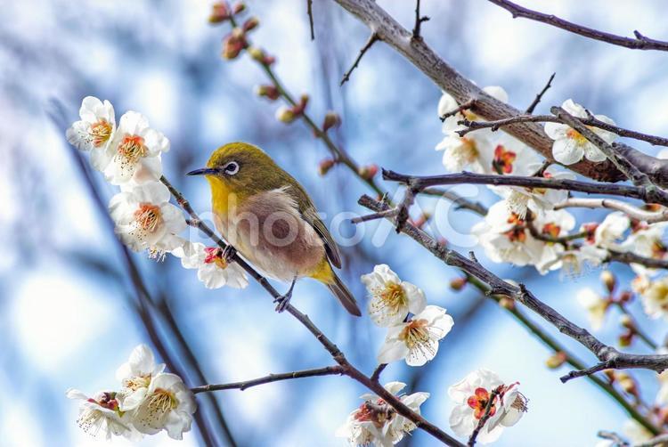 メジロと梅の花 メジロ,鳥,鳥類の写真素材