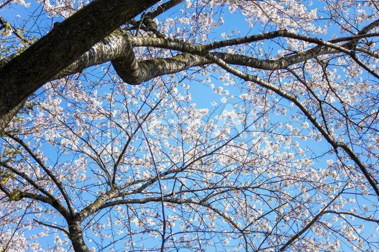 青空と桜の木の春の背景素材 春,桜,ピンクの写真素材