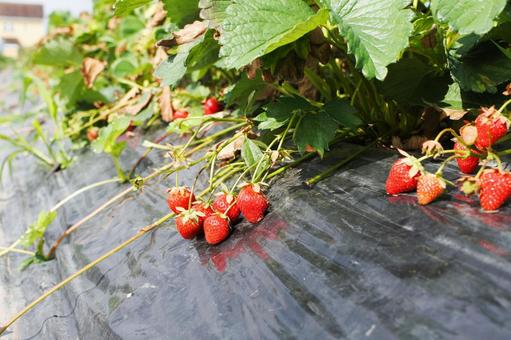 いちご狩り いちご狩り 苺,いちご狩り,フルーツ狩りの写真素材