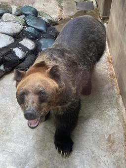 ヒグマ ヒグマ ヒグマ,エゾヒグマ,熊の写真素材