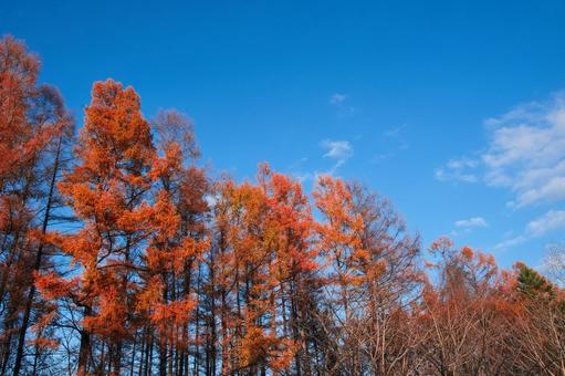 秋の空 秋の空の写真