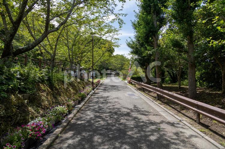 館山城へ続く新緑と青空の遊歩道 館山城,根古屋城,模擬天守の写真素材