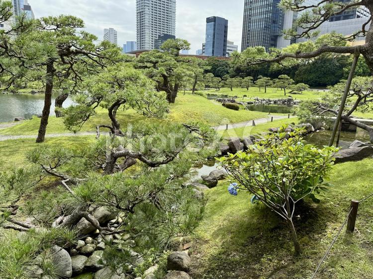 6月　旧芝離宮恩賜庭園 マツ,岩,庭石の写真素材