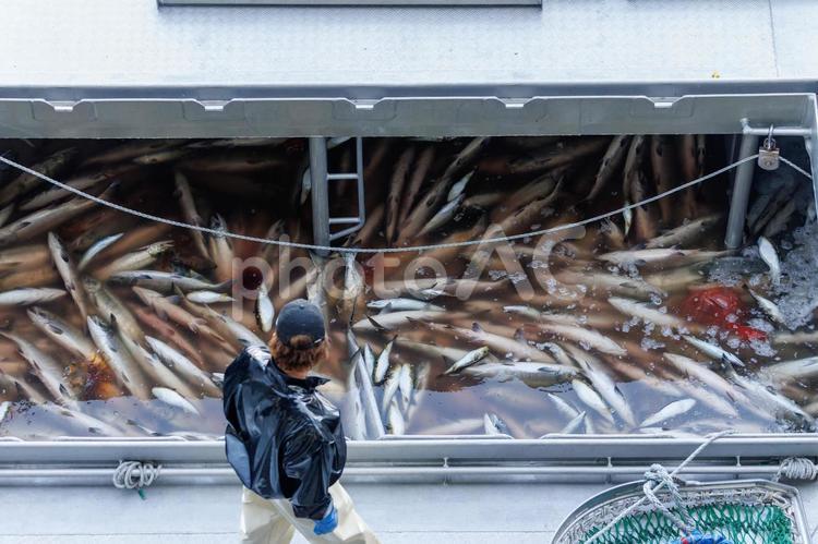 【北海道】北海道ウトロ漁港 秋鮭の水揚げ 鮭,サケ,漁港の写真素材