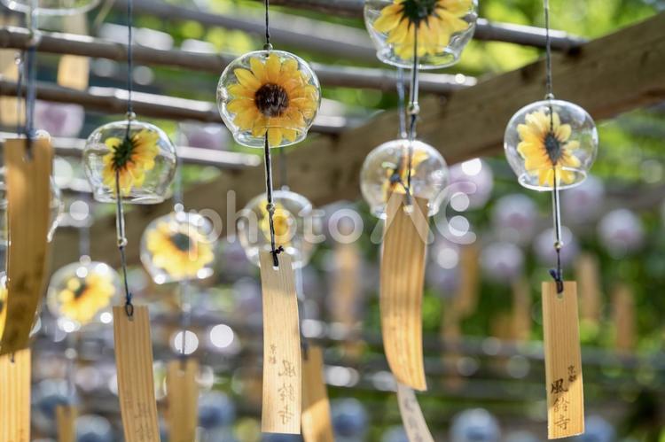 ひまわり風鈴が揺れる夏の風景 ひまわり,風鈴,夏の写真素材