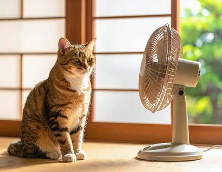 夏・扇風機で涼む猫の写真
